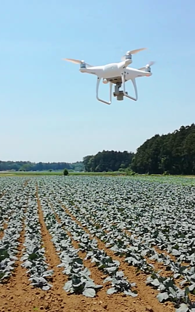 ドローン空撮 キャベツ圃場 生育調査